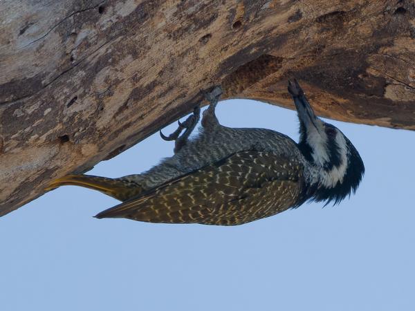 <h3>Dendropicos namaquus / Bearded woodpecker / Baardspecht</h3>OM-1 Mark II with OLYMPUS M.150-400mm F4.5 TC, 1/2000 sec at F5.6, ISO 640, distance 17.7 m